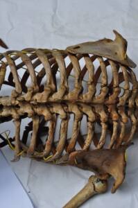 Anatomy Human Body Back Skeleton Bones Spine